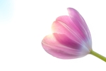 鲜花