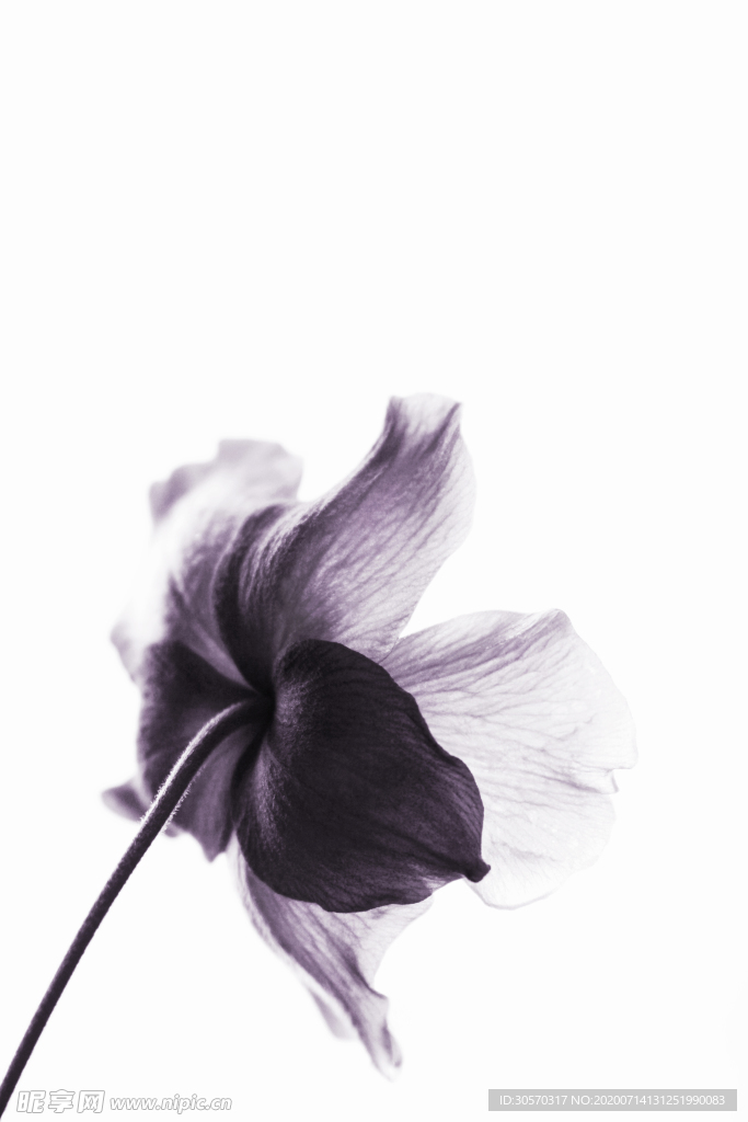 鲜花