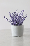 鲜花