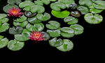 鲜花