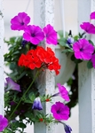 鲜花
