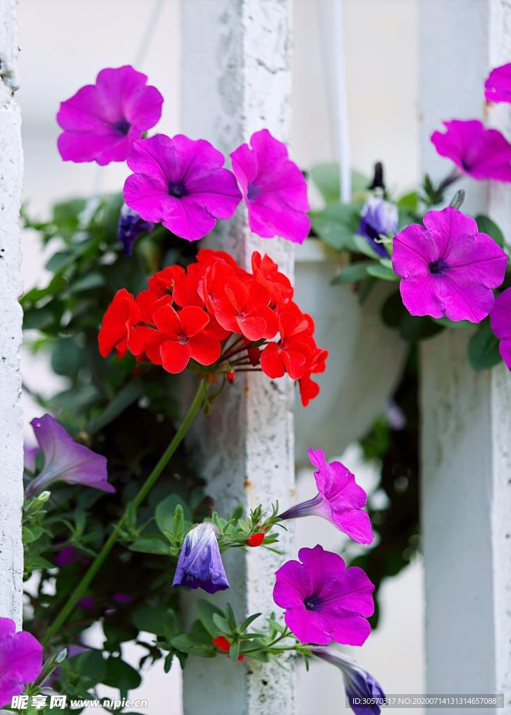 鲜花