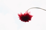 鲜花