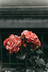 鲜花