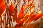 鲜花