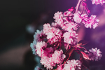 鲜花