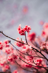 鲜花