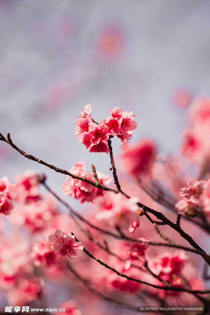 鲜花