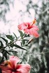 鲜花