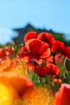 鲜花