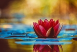 鲜花