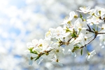 鲜花