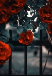 鲜花