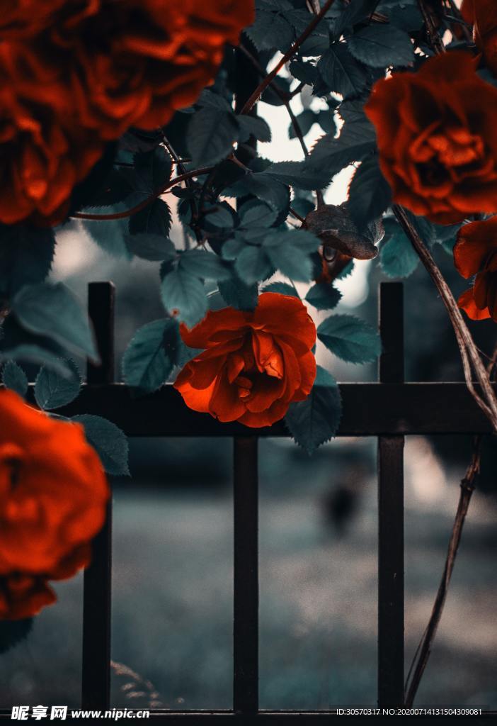 鲜花