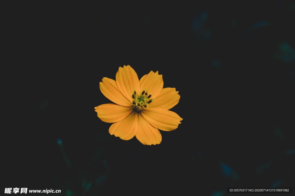 鲜花