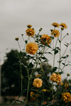 鲜花
