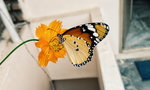 鲜花
