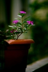 鲜花