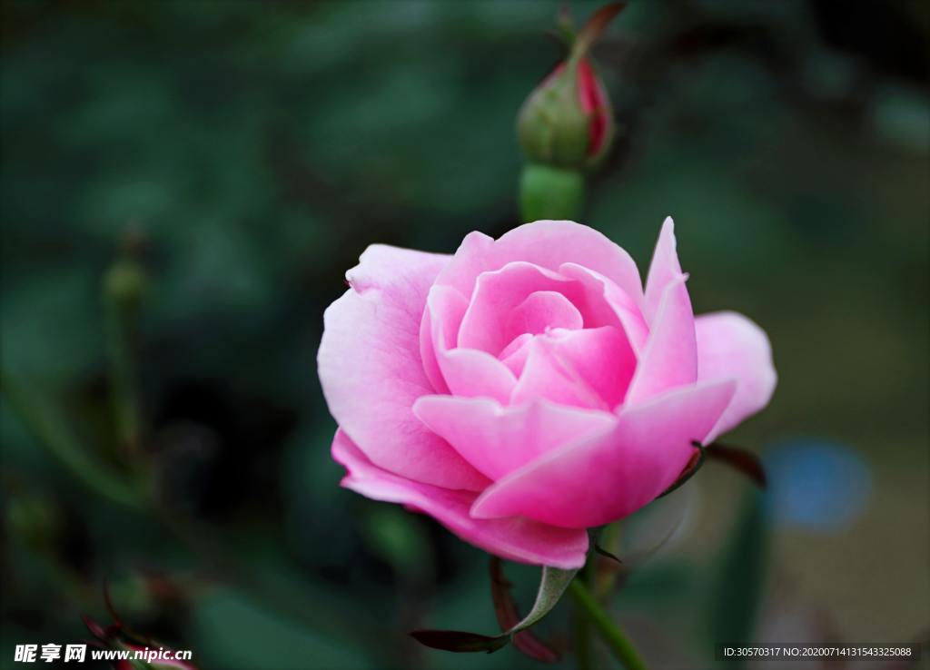 鲜花