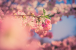 鲜花