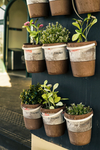 植物
