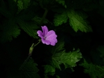 鲜花