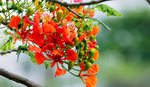 鲜花