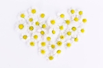 鲜花