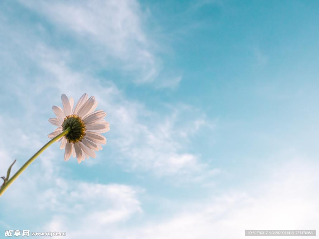 鲜花
