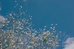 鲜花