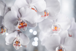 鲜花