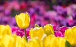 鲜花