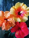 鲜花