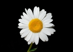 鲜花