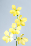 鲜花