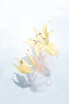 鲜花