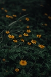 鲜花