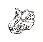 白菜矢量