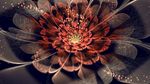 光芒之花