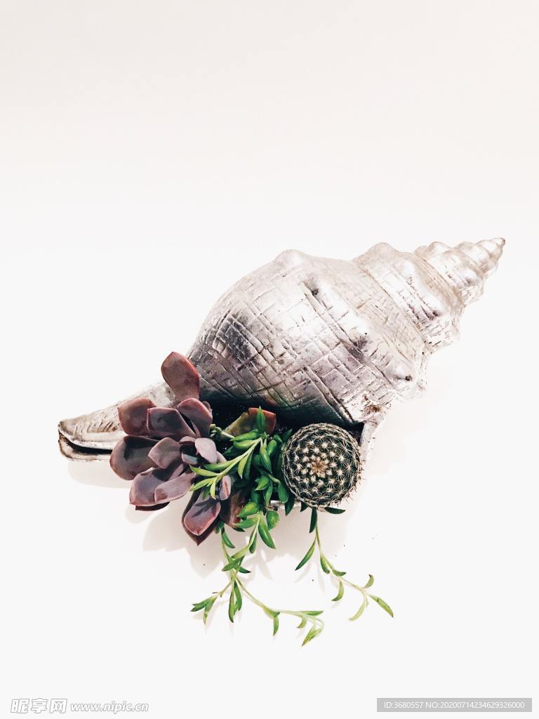 海螺和植物