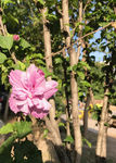 阳光下的木槿花