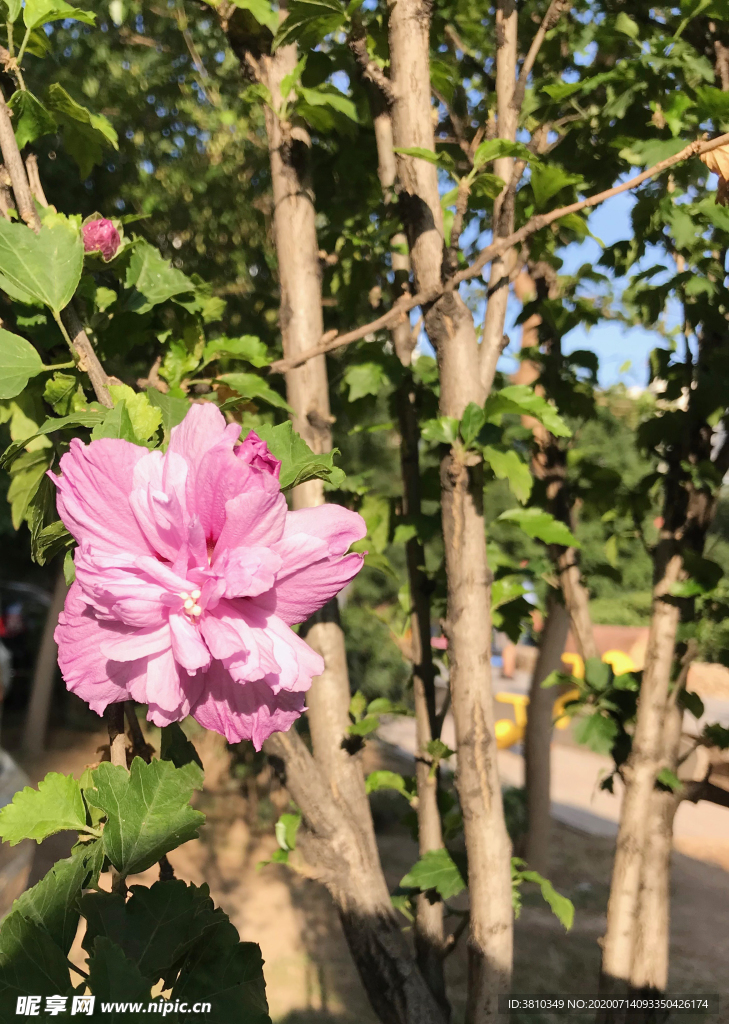 阳光下的木槿花