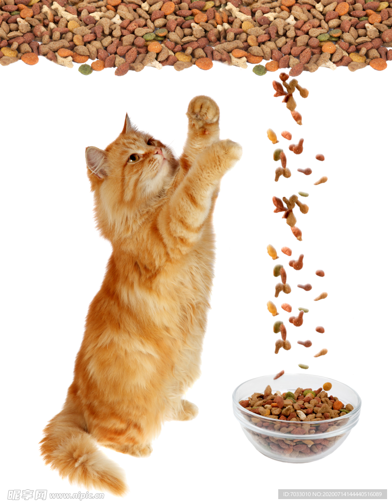 猫粮 猫