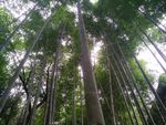 竹林
