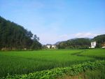 稻田