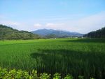 稻田