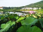 新农村