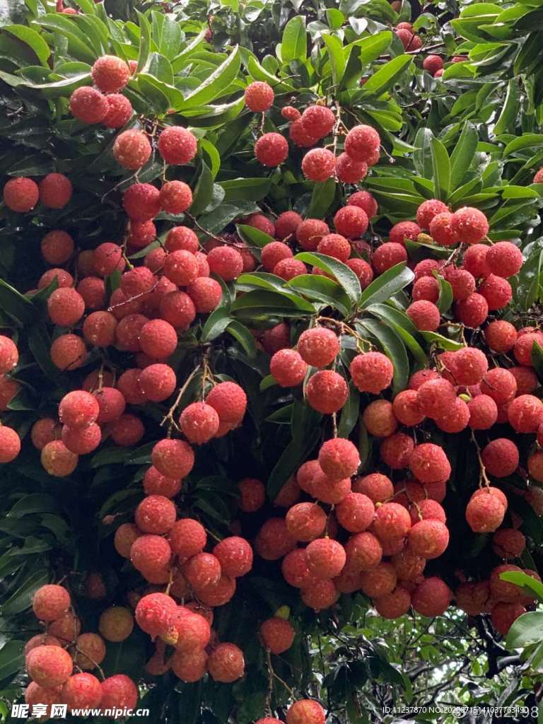 雨后荔枝树