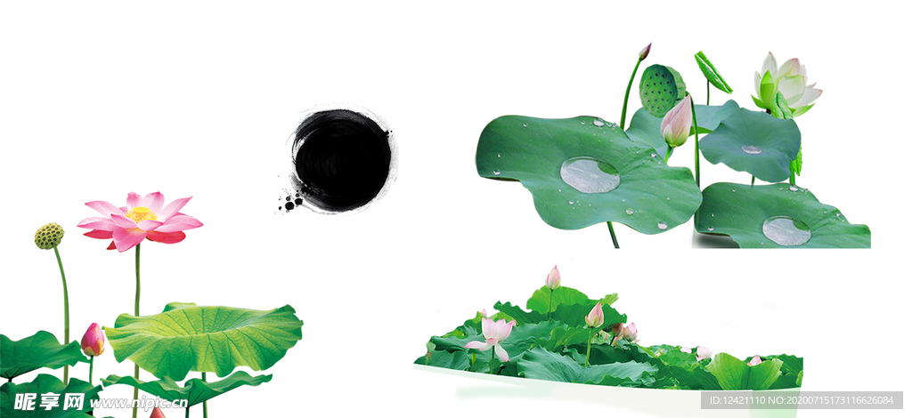 中国风荷花