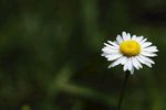 春白菊花